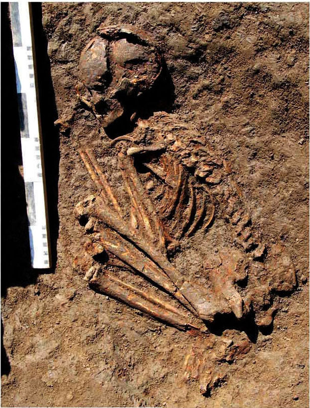 Новосвободненские погребения. Курган №40. Фото: Резепкин А.Д.