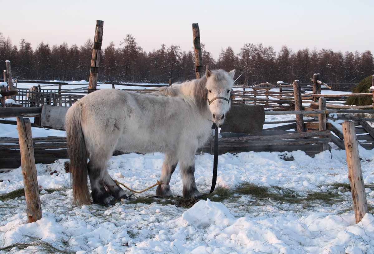 Якутская лошадь зимой (Copyright Morgane Gibert-CNRS-MAFSO, Mission Archéologique Francaise en Siberie Orientale) Якутская лошадь зимой (Copyright Morgane Gibert-CNRS-MAFSO, Mission Archéologique Francaise en Siberie Orientale)