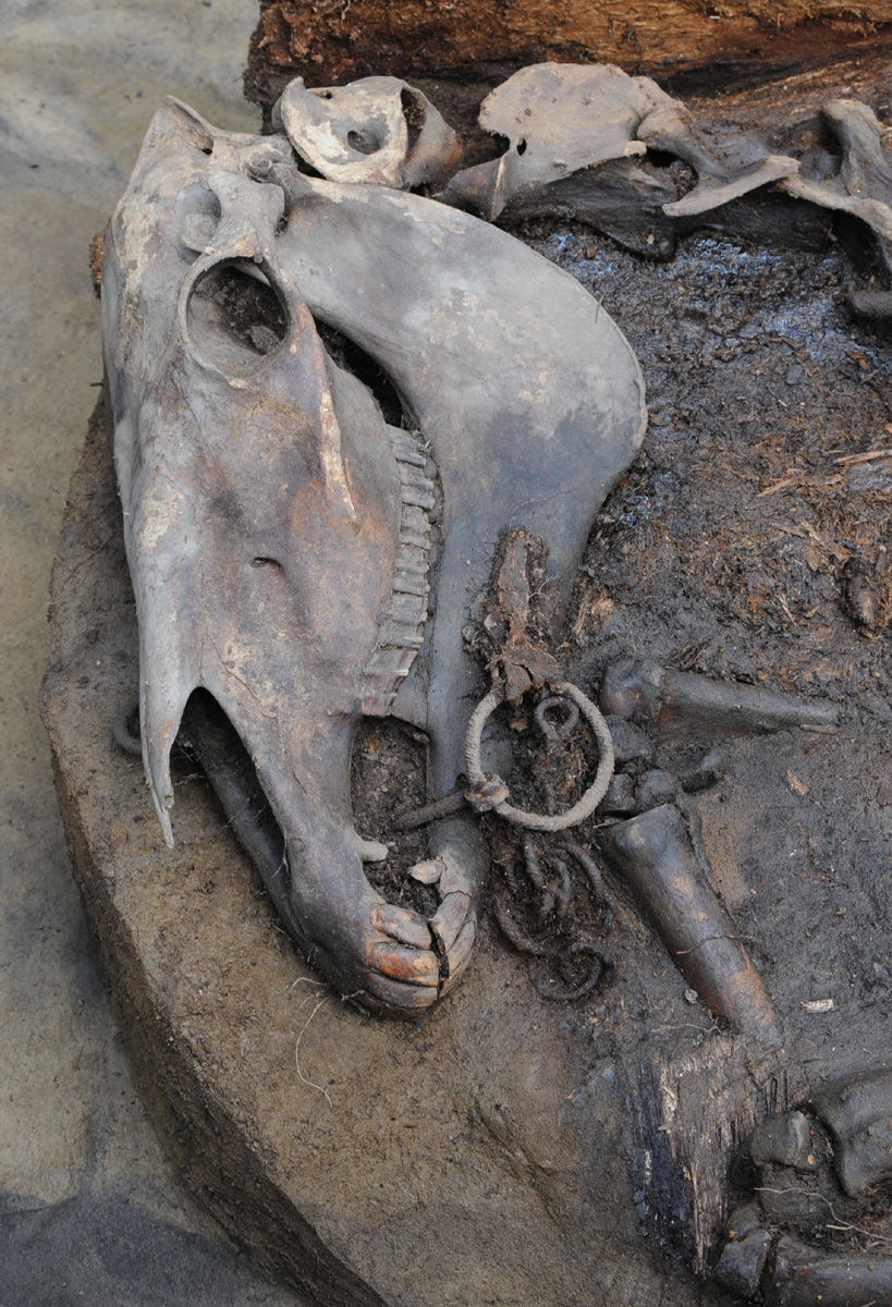 Череп якутской лошади (Copyright Patrice Gérard-CNRS-MAFSO, Mission Archéologique Francaise en Siberie Orientale) Череп якутской лошади (Copyright Patrice Gérard-CNRS-MAFSO, Mission Archéologique Francaise en Siberie Orientale)