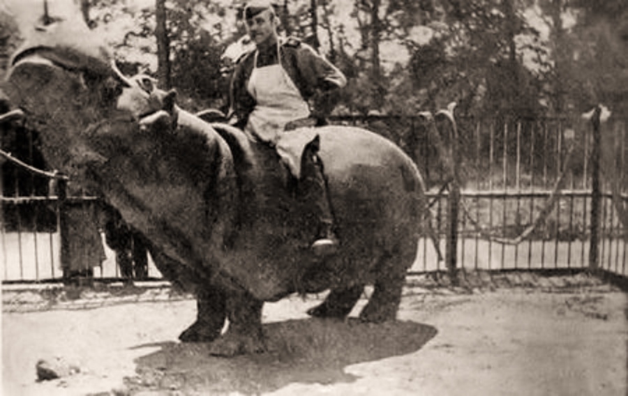 Бегемот Ганс. Архивное фото. Источник: http://alisha-96.livejournal.com