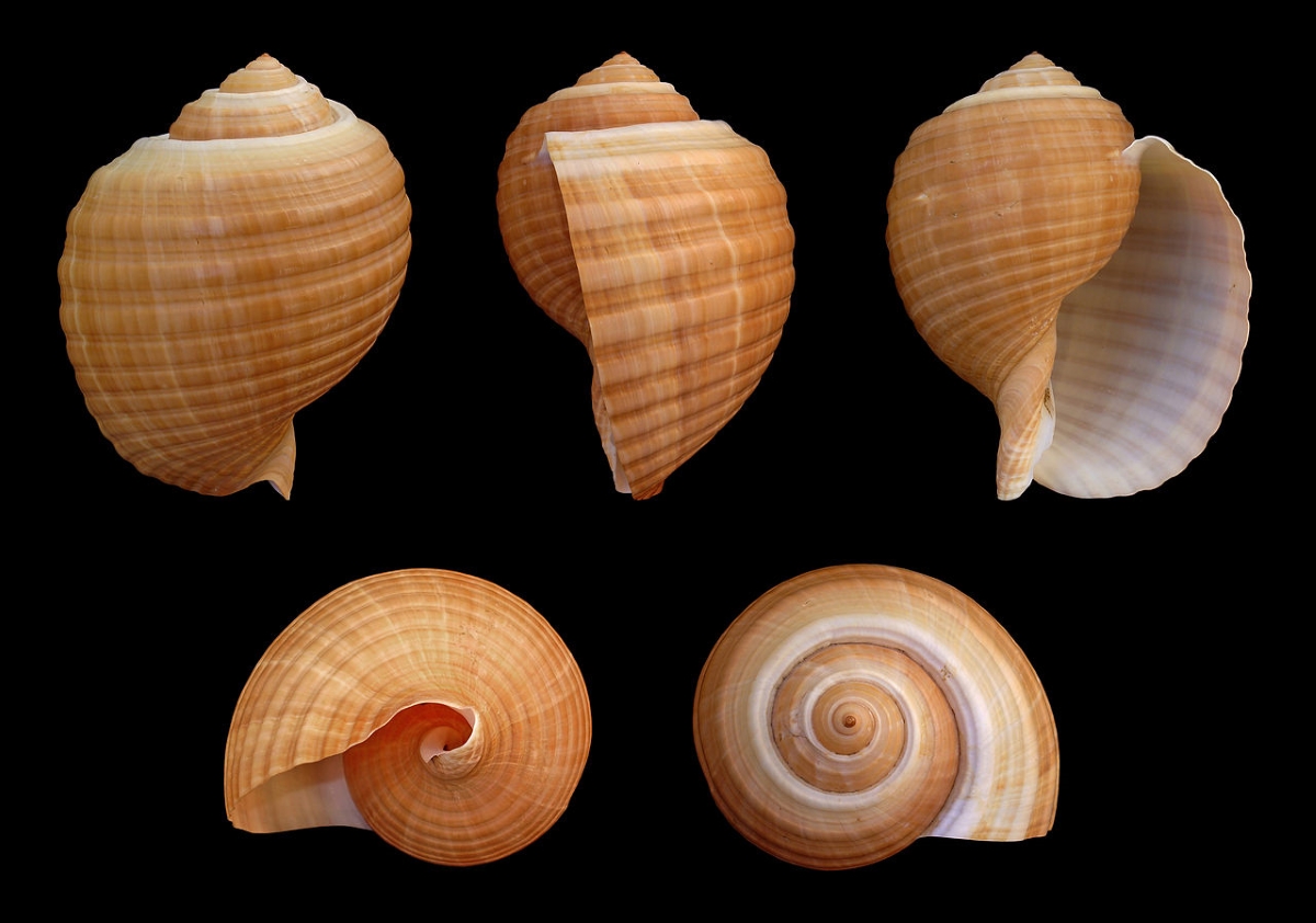 Гигантская тонна - Tonna galea. Автор: H. Zell (new composition: Alchemist-hp). Лицензия: CC BY-SA 3.0. Источник: Википедия Гигантская тонна - Tonna galea. Автор: H. Zell (new composition: Alchemist-hp). Лицензия: CC BY-SA 3.0. Источник: Википедия