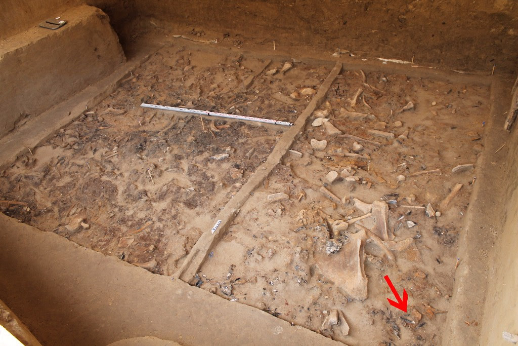 Стоянка Хотылёво-2. Общий вид на раскоп В, 2016 г. Красной стрелкой показано место находки статуэтки. Фото: Константин Гаврилов