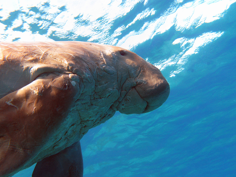 Дюгонь - Dugong dugon. Photo by photographer, mychadre77 (Fotolia.com)