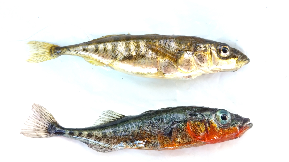 Самка (сверху) и самец (снизу) трёхиглой колюшки в брачном наряде. Фото предоставлено Анной Барминцевой