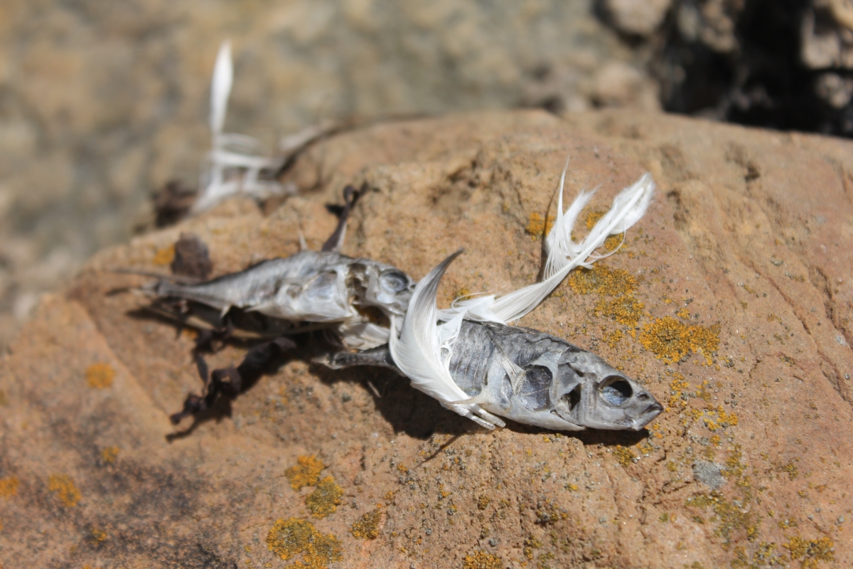 Особи трёхиглой колюшки, погибшие вовремя нереста. Фото: Недолужко А.В.