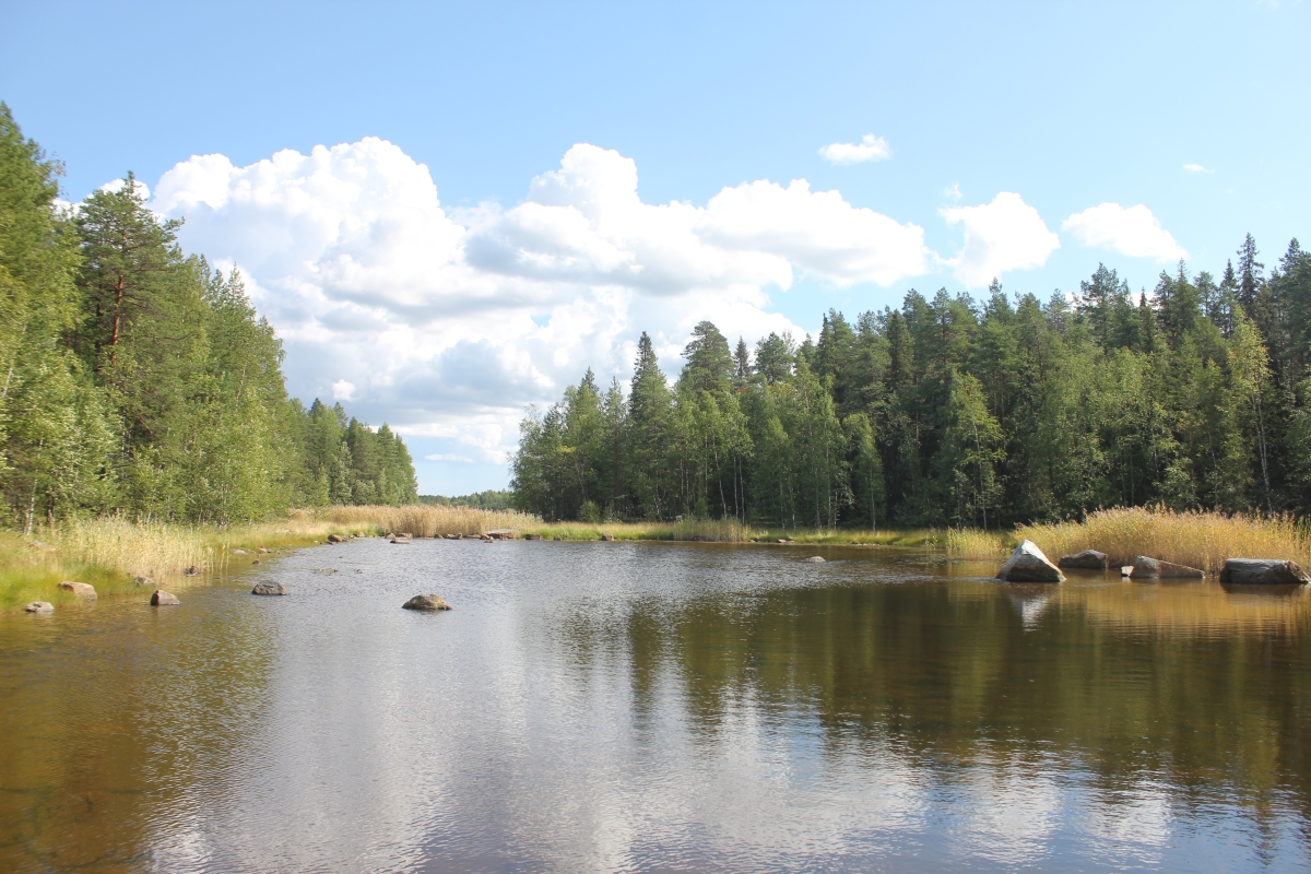 Постгляциальные озёра республики Карелия. Место нереста трёхиглой колюшки. Фото: Недолужко А.В.