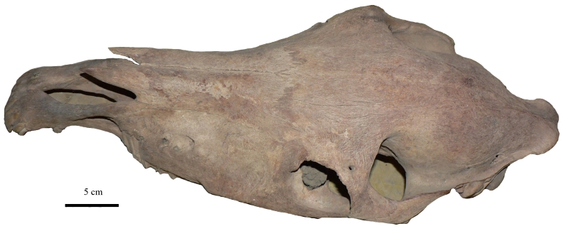 Череп ленской лошади, из челюсти которого была выделена использованная в анализе ДНК . Фото предоставлено Е.Н. Мащенко