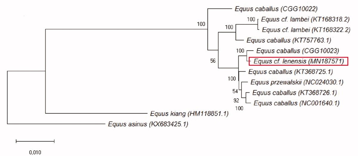 Ленская лошадь не представляет собой отдельную митохондриальную линию в пределах рода Equus, также как другие лошади среднего и позднего плейстоцена Сибири. Фото предоставлено авторами научной статьи
