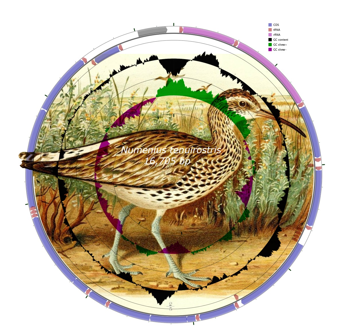 Карта митохондриального генома тонкоклювого кроншнепа. Модифицированная иллюстрация Henrik Grönvold