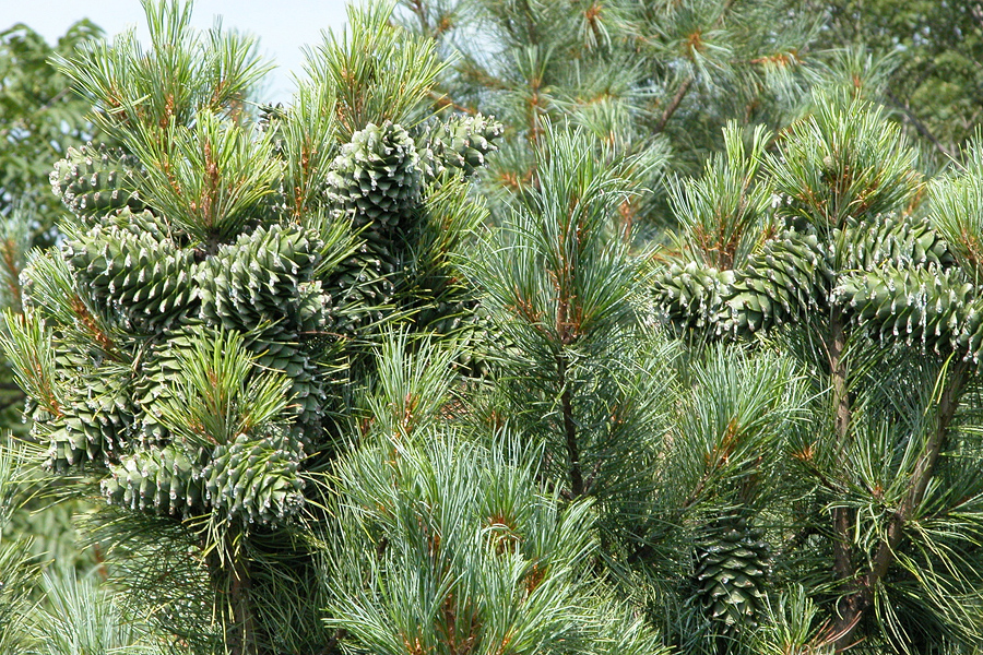 Почти созревшие шишки кедра. Фото: Омелько А.М. Почти созревшие шишки кедра. Фото: Омелько А.М.