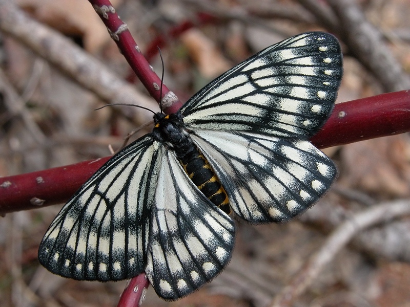 Самка носсы на веточке свидины