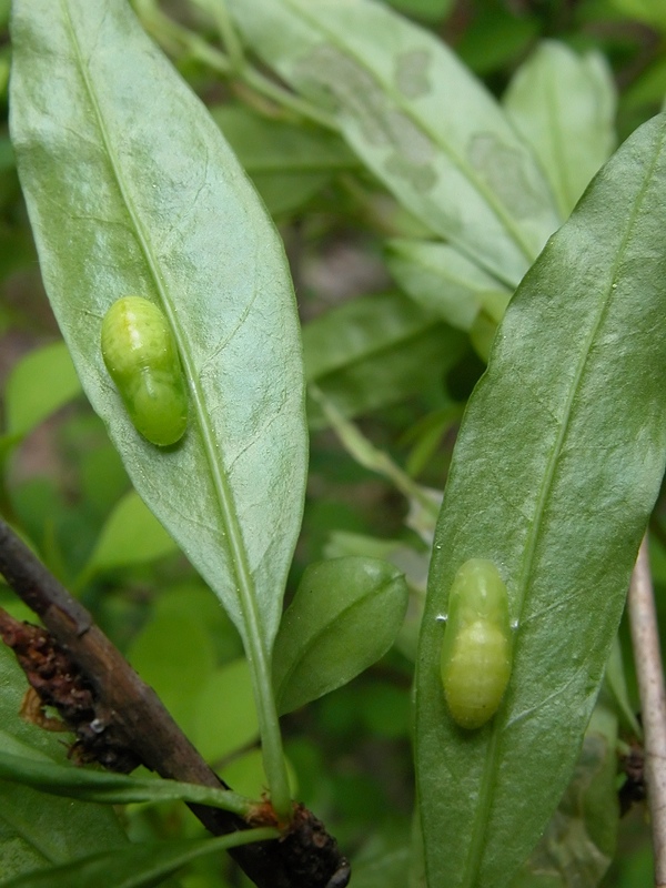 Куколка