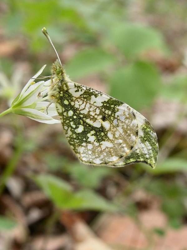 Зорька спит на цветке гусиного лука