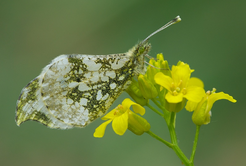 Зорька на цветке сурепки