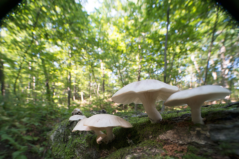 В крайних положениях объектива появляется сильное виньетирование в верхней или нижней части кадра. Фото: Омелько М.М.
