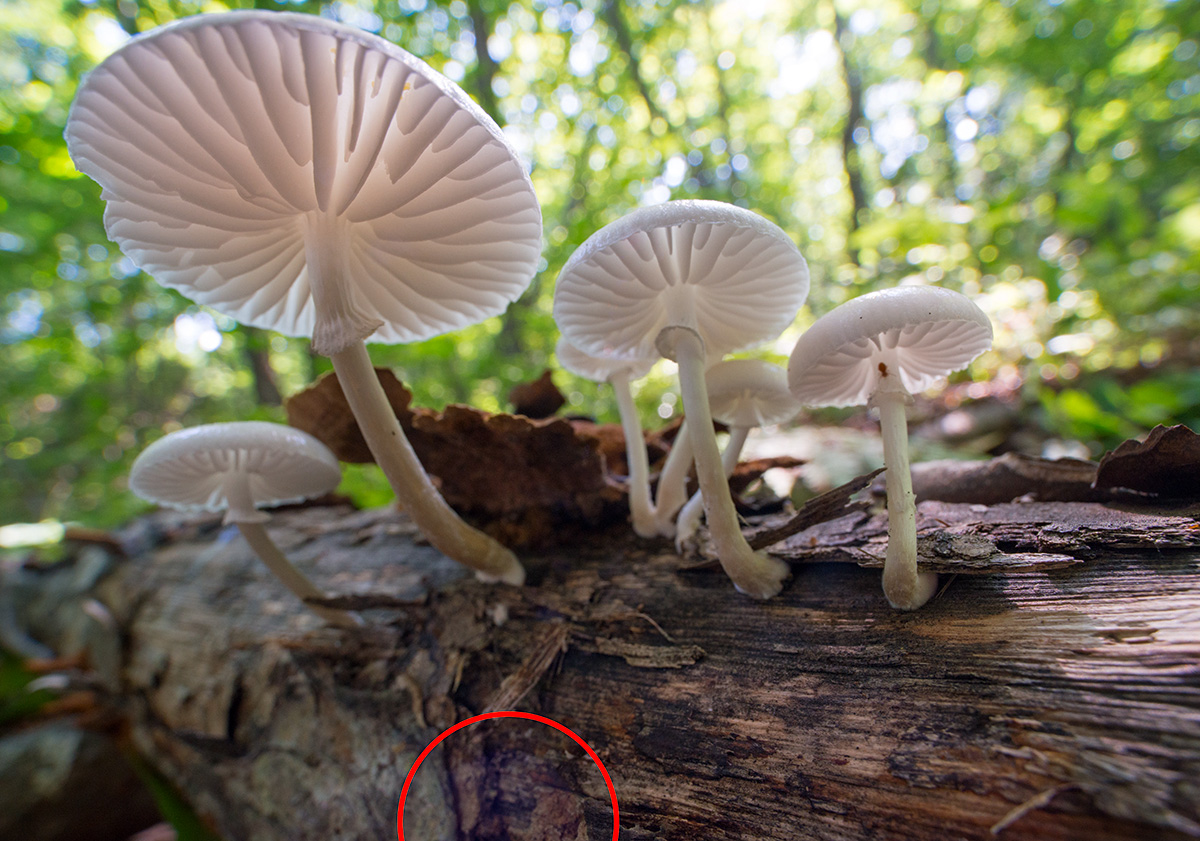 Иногда в нижней части кадра возникает крупное фиолетовое пятно (фото 6), которое потом достаточно сложно устранить при обработке. Фото: Омелько М.М.