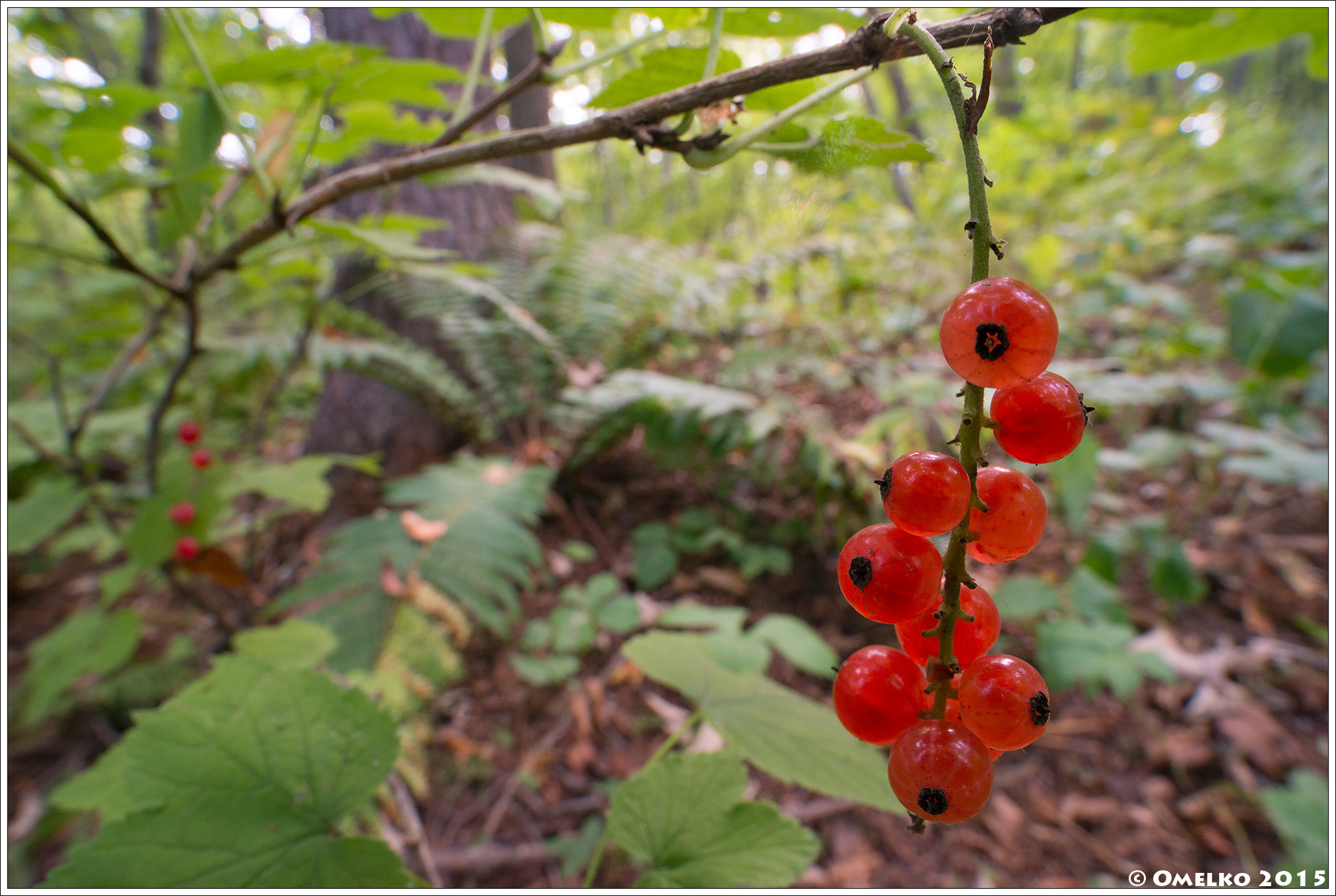 Растения предпочтительный вариант при съемке объективом LAOWA 15mm f/4 Wide Angle 1:1 Macro Lens. Фото: Омелько М.М.