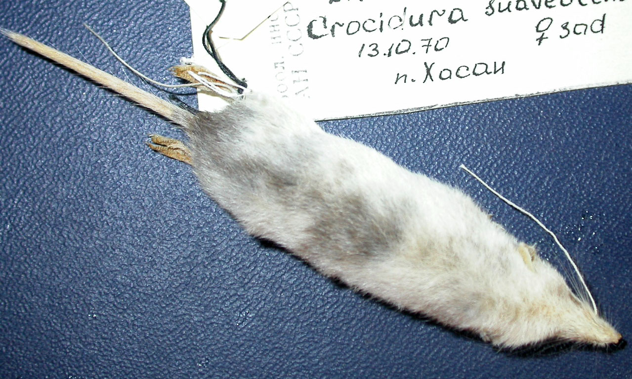 Явление частичного альбинизма у шаньдуньской белозубки – серебристость, или чалость