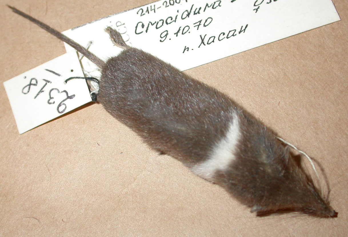 Явление частичного альбинизма у шаньдуньской белозубки – пятнистость, или пегость