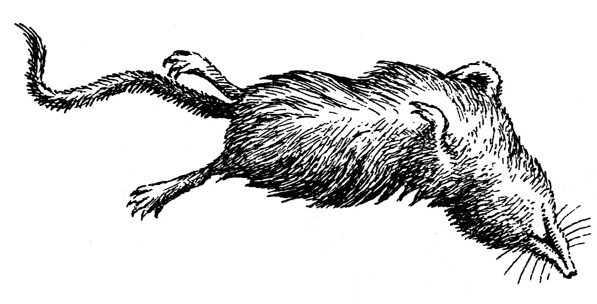 Землеройка-бурозубка, задушенная и брошенная лисицей (из: Формозов, 2006)