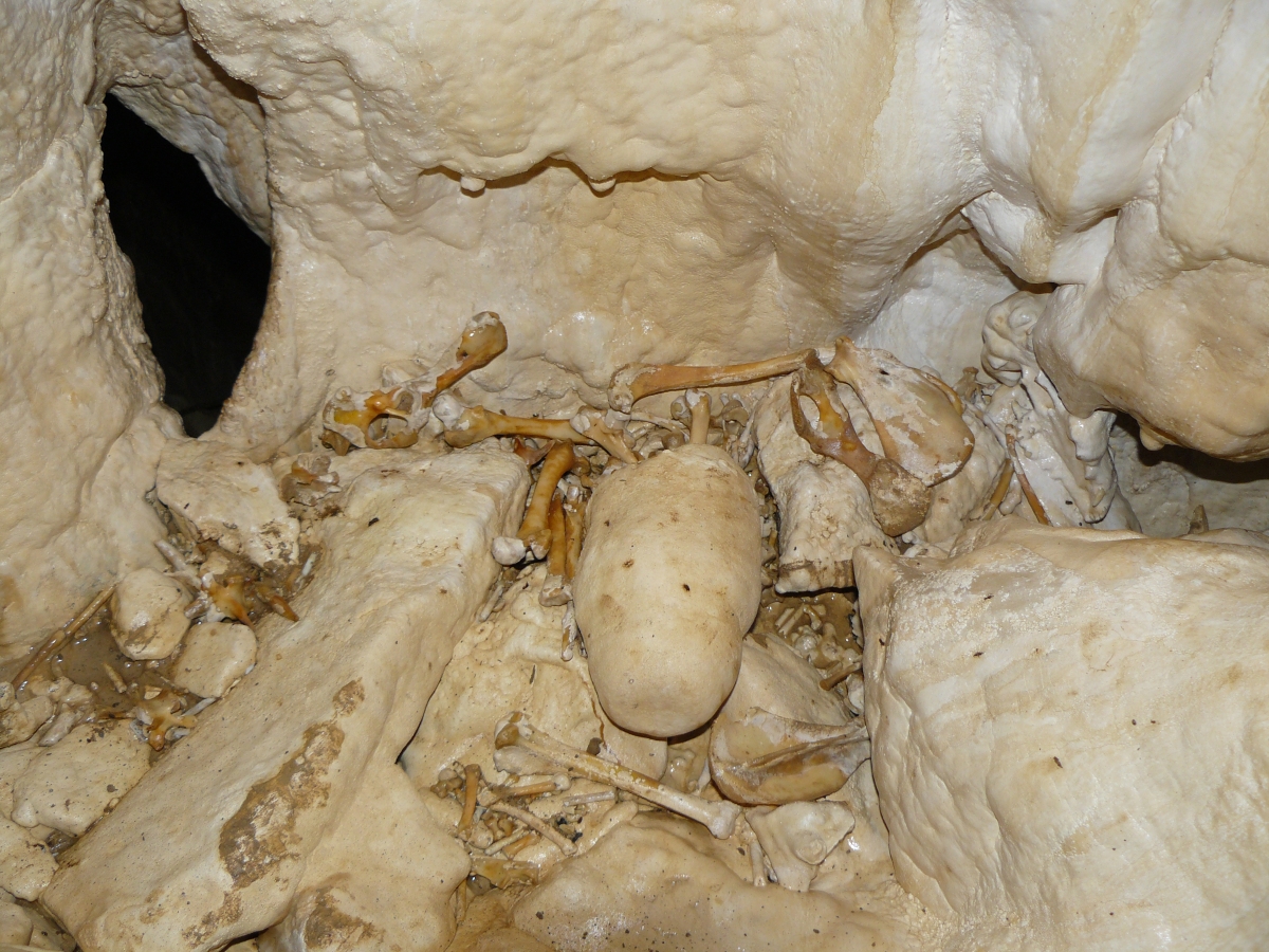 Скелет и череп собаки в «натёчке» в пещере Тетюхинская. Фото автора