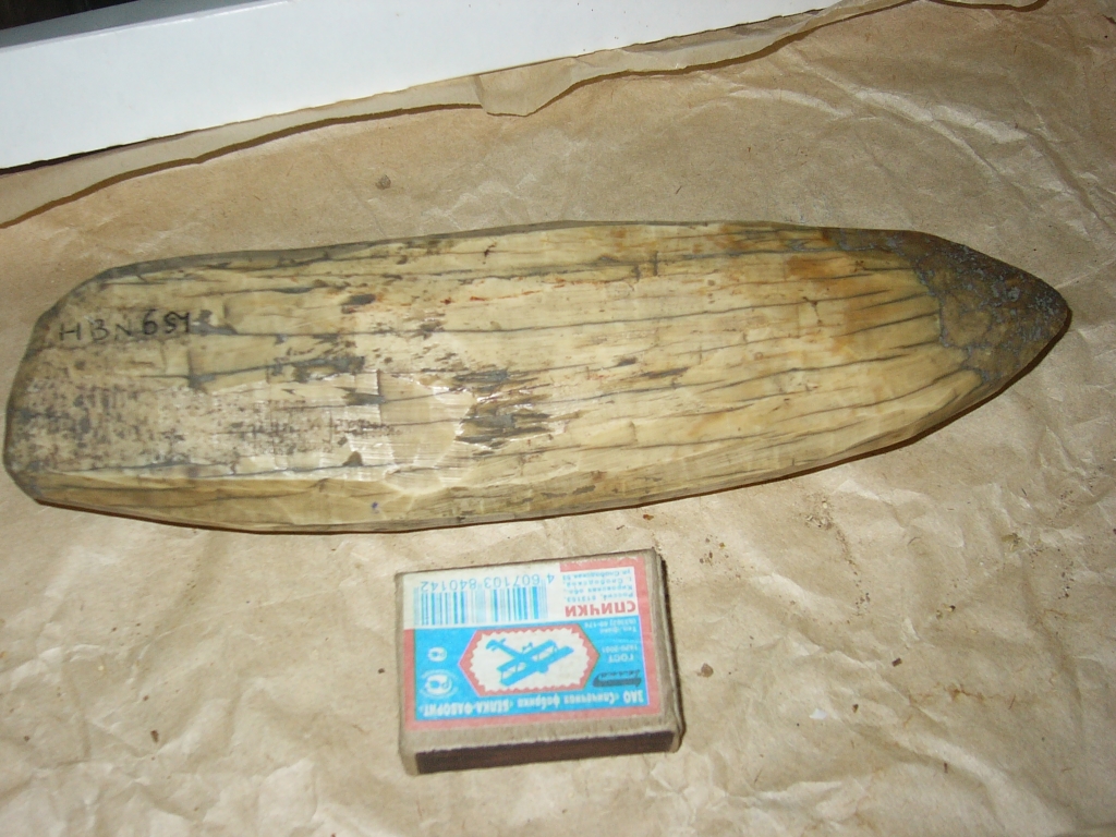 Обработанный бивень мамонта из пещеры им. Географического Общества. Фото предоставлено автором