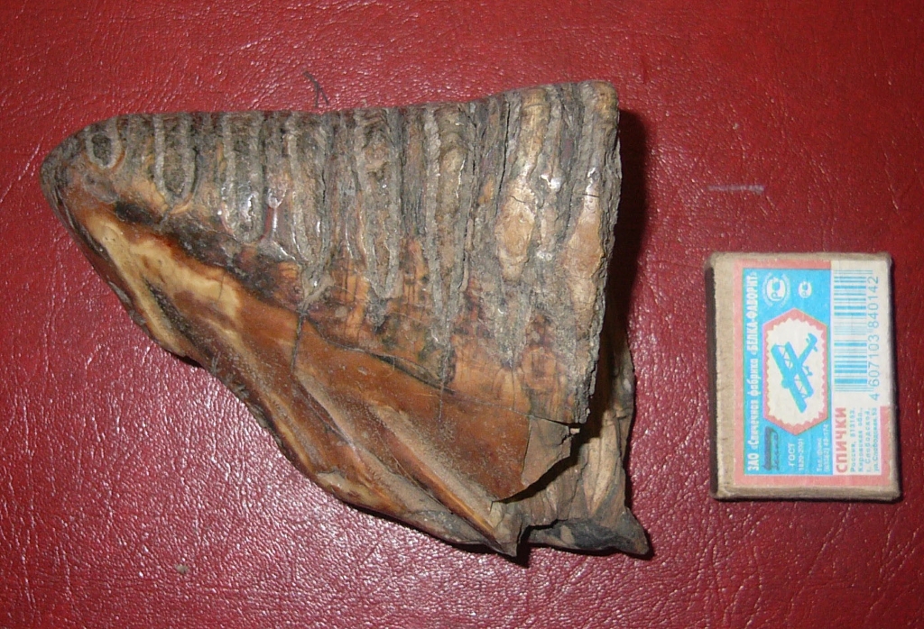 Коренной зуб мамонта, найденный возле с. Дмитриевка. Фото предоставлено автором