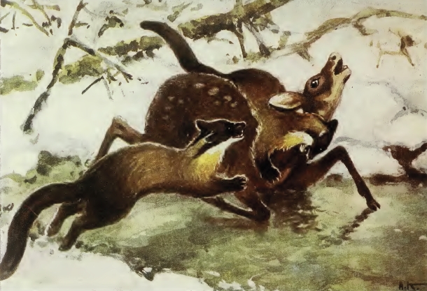 Харзы охотятся на кабаргу. Художник-анималист Алексей Никанорович Комаров (1879-1977)