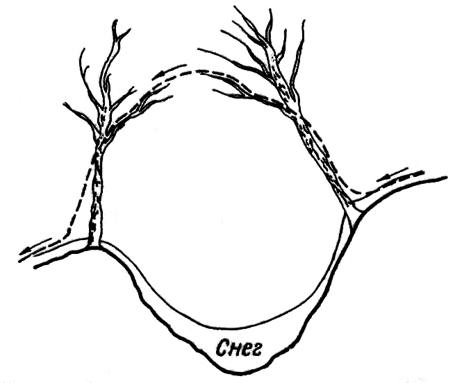 Схема пути харзы по деревьям в сильно заснеженном распадке. Рис. Г.Ф. Бромлея (По: Бромлей, 1973)