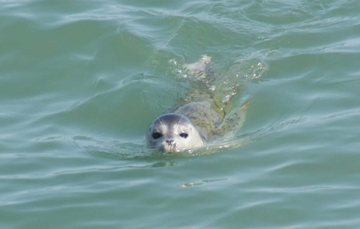 Ларга. Фото: Михаил Корниенко