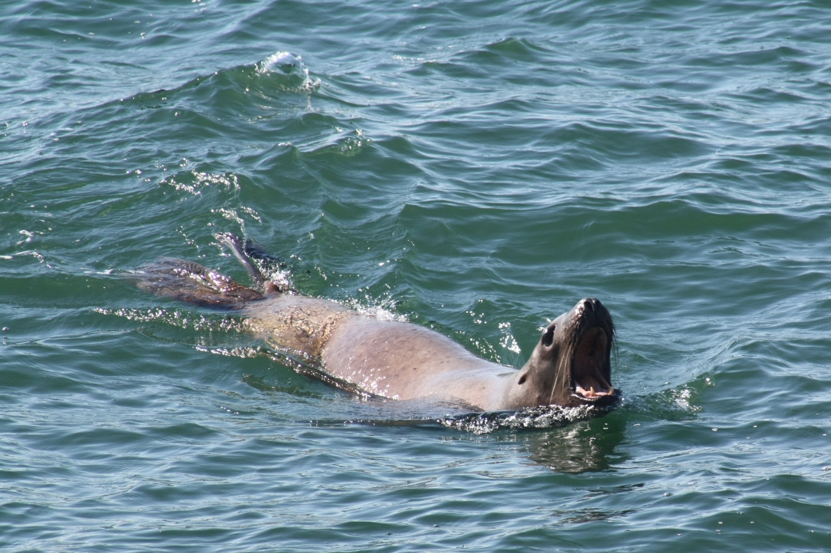 Сивуч. Фото: Михаил Корниенко