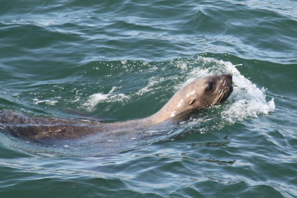 Сивуч. Фото: Михаил Корниенко