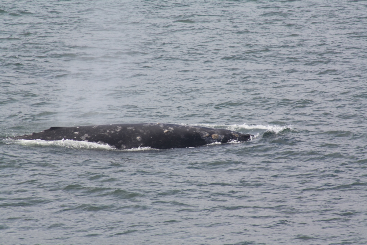 Серый кит. Фото: Михаил Корниенко
