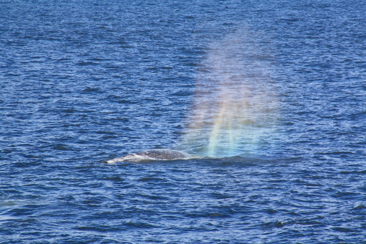 Серый кит. Фото: Михаил Корниеенко