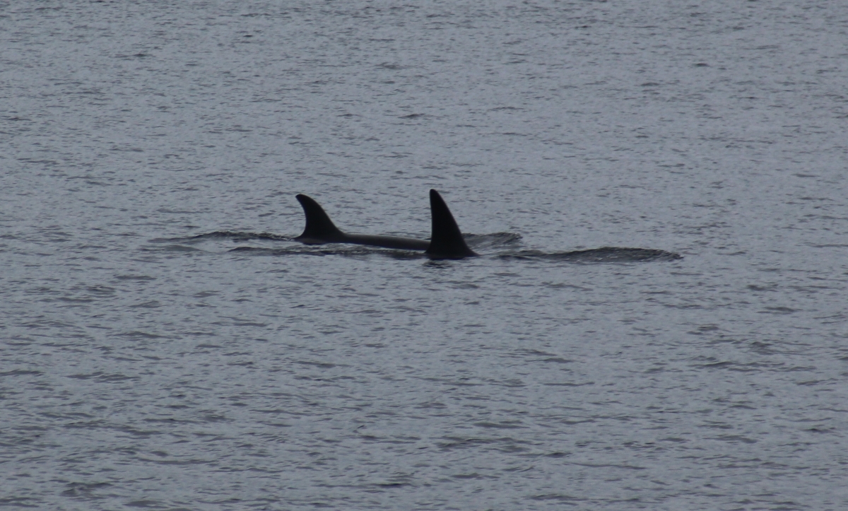 Касатка - Orcinus orca. Фото: Михаил Корниенко
