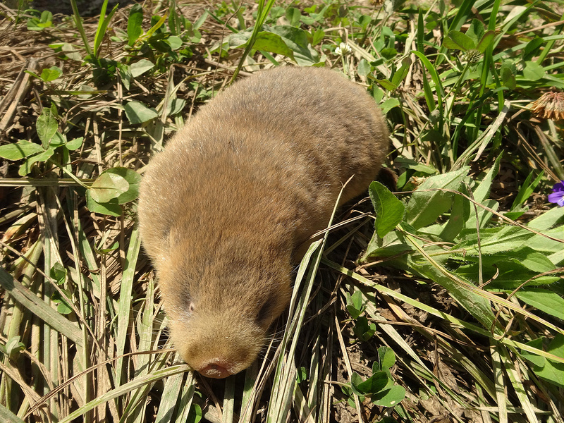 Цокор - Myospalax myospalax - Ущелье Марчихи, высота ~1600 метров над уровнем моря. Фото: Gleb Alexander (Flickr.com)